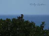 Graszangers [Cisticolidae]